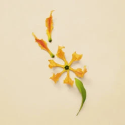 Gucci Guilty Pour Femme Eau De Parfum Spray 10 Gucci Guilty Pour Femme Eau De Parfum Spray -Cosmetica Speciaal Winkel 1044330 4